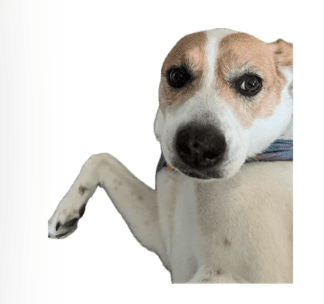 Sage the dog pointing to the Request a Consultation heading